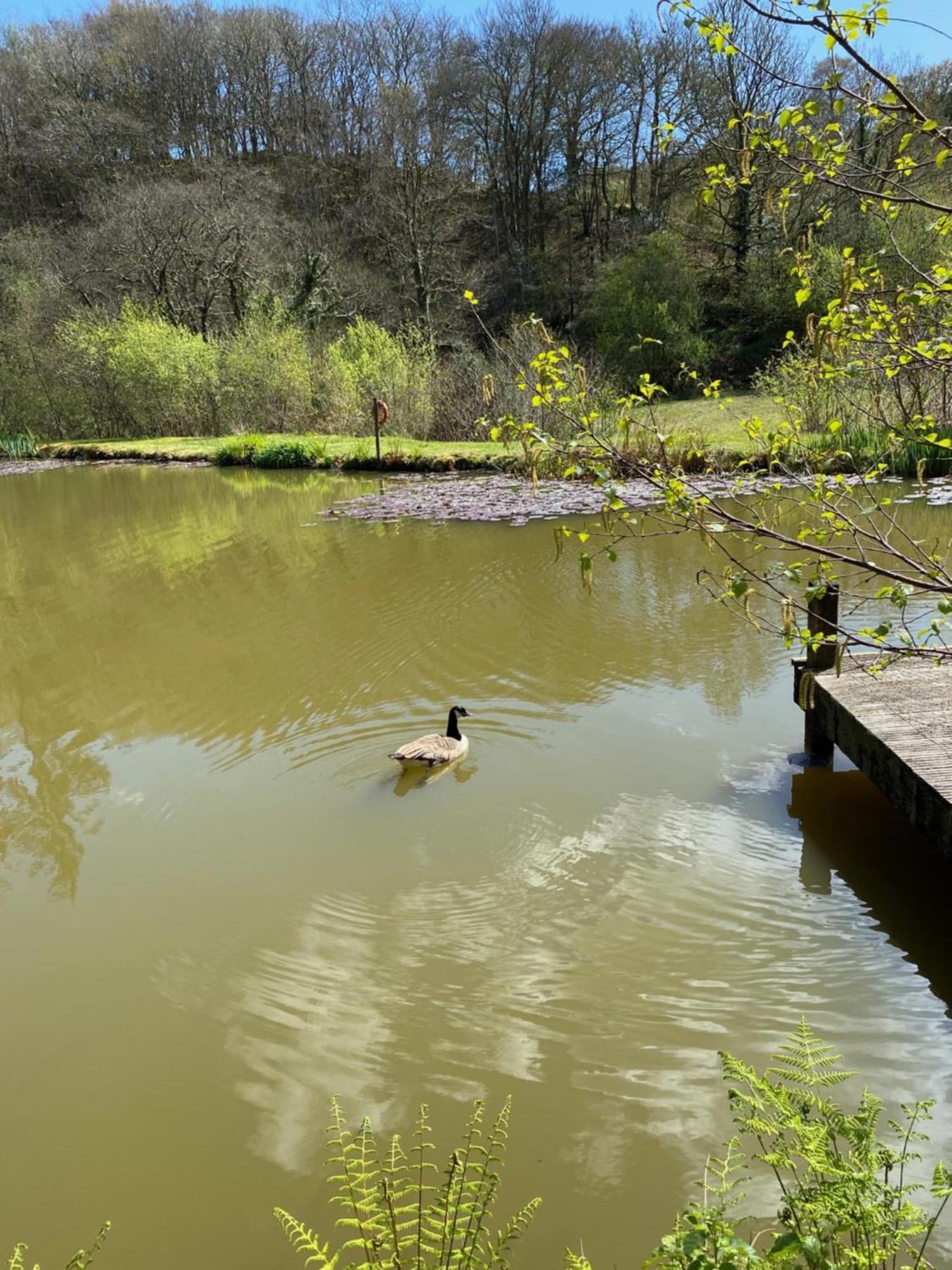 The Goose Nest Luxury Lakeside Shepherd Hut In Cardinham Woods, Cornwall Exterior foto